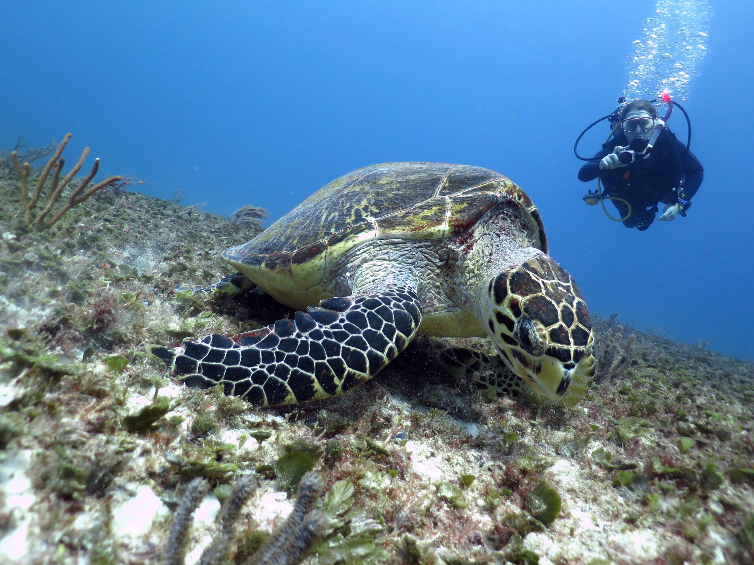 scuba-discover-dive-tortle-reef-playa-del-carmen-mexico scuba-discover-dive-tortle-reef-playa-del-carmen-mexico